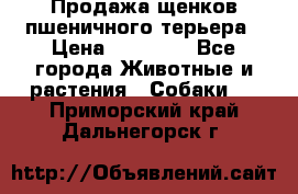 Продажа щенков пшеничного терьера › Цена ­ 30 000 - Все города Животные и растения » Собаки   . Приморский край,Дальнегорск г.